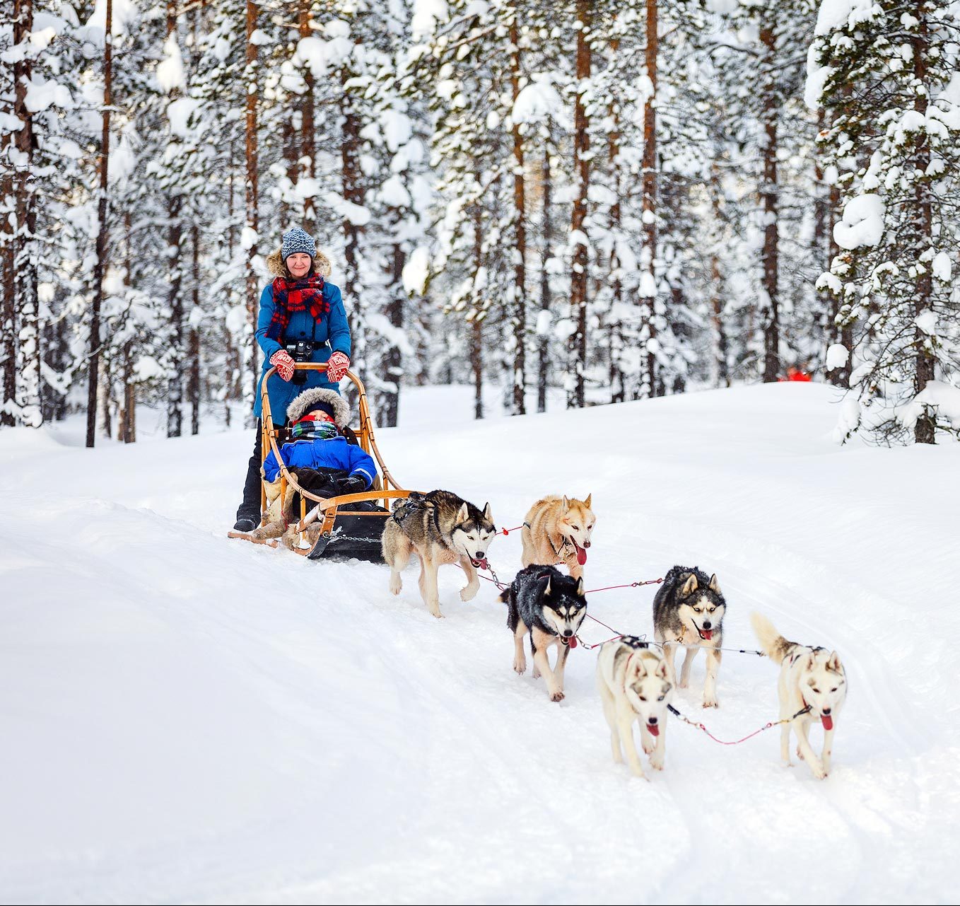 trenós puxados por cães-montanhas-megève