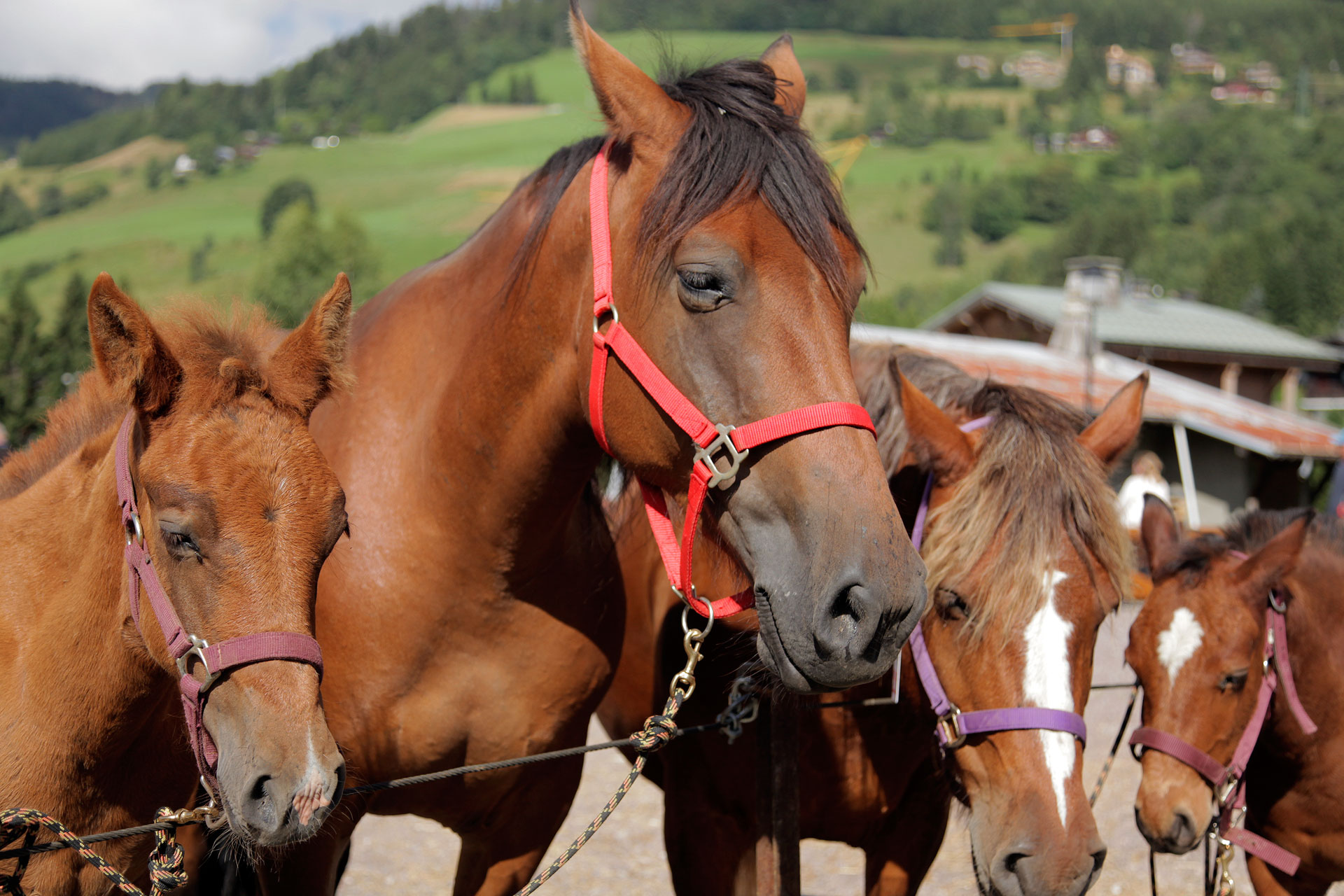 concours-poulain-megeve_02