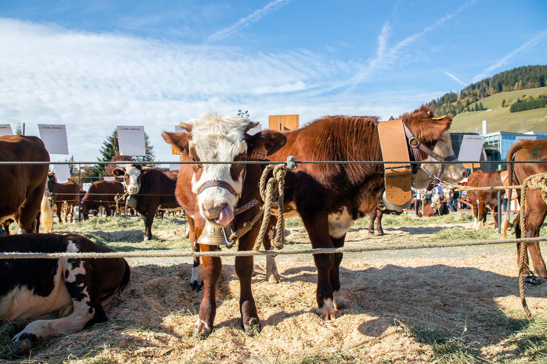 competição-corrida-abundância-megeve_03