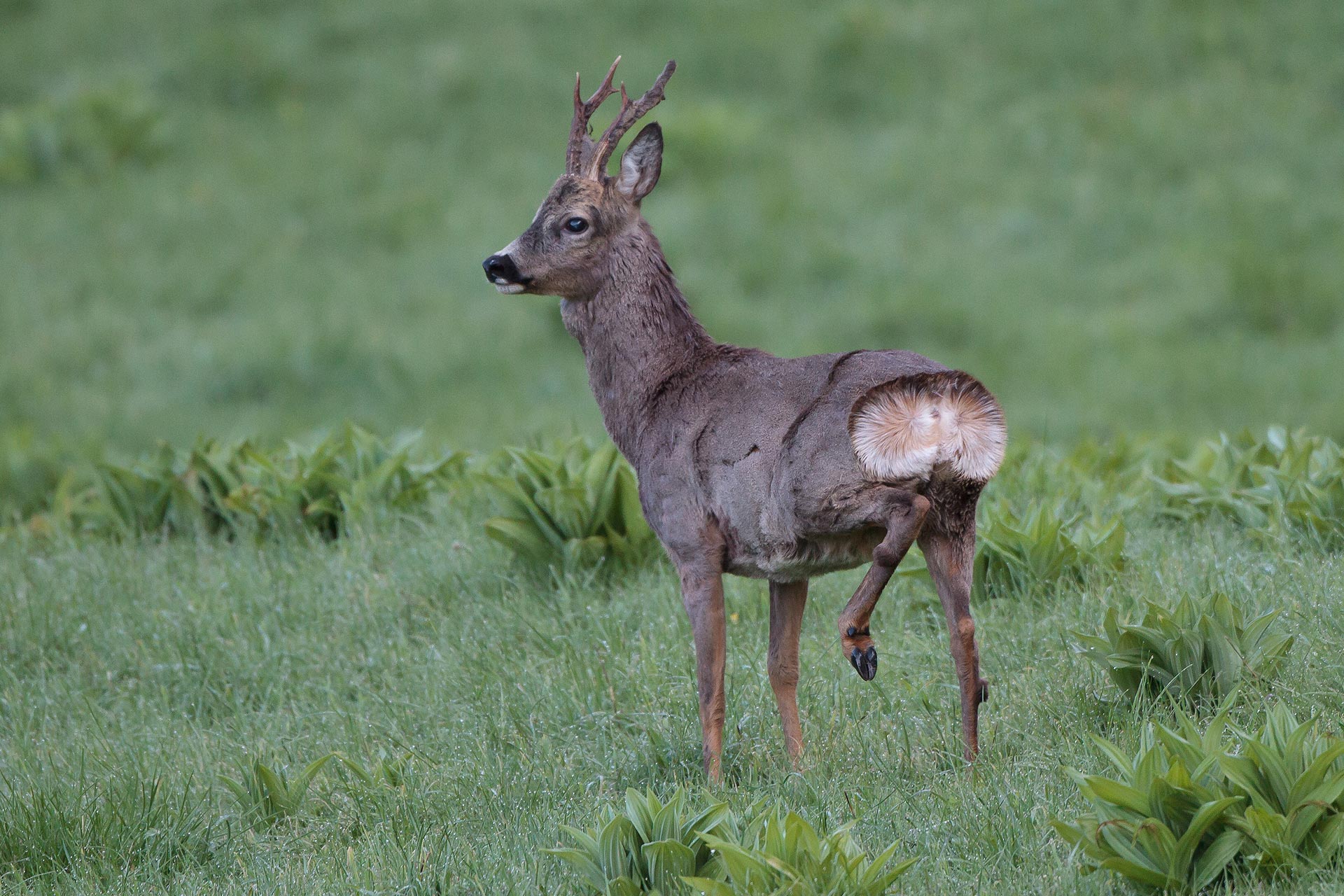 natürliche-umgebung-natur-megeve-sommer_03