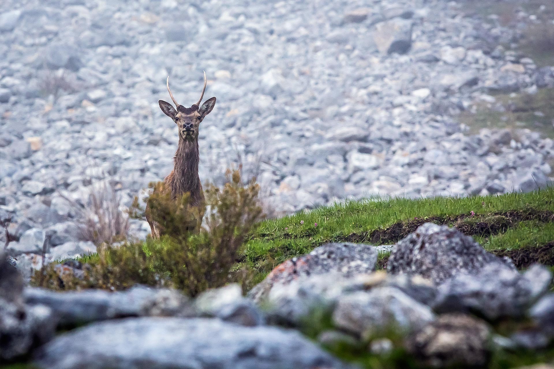 joven-ciervo-naturaleza-montaña-megeve