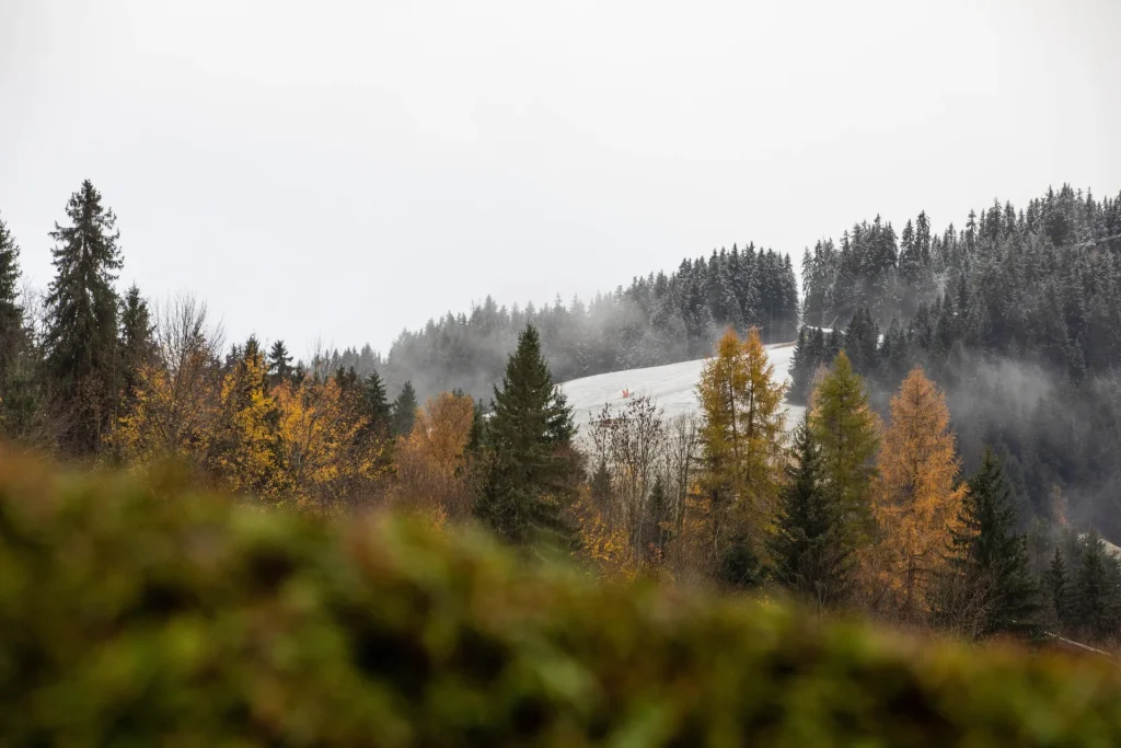 Megève automne arbres
