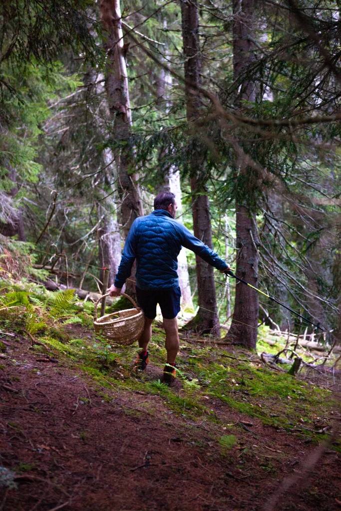 forest mushroom picking