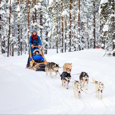 Chiens de traineaux