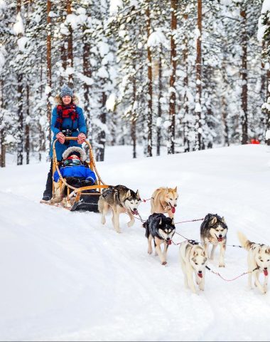 Chiens de traineaux