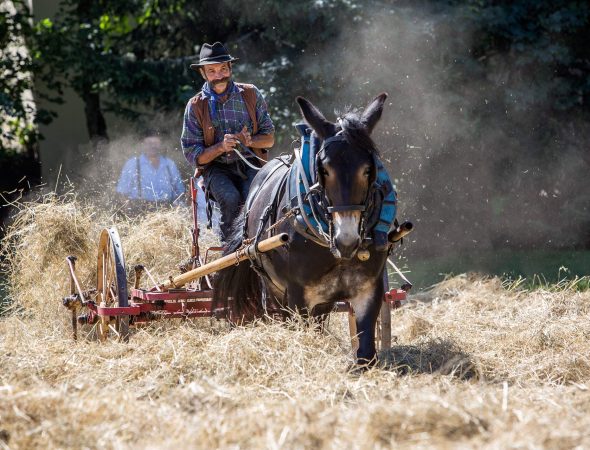 Fête du village