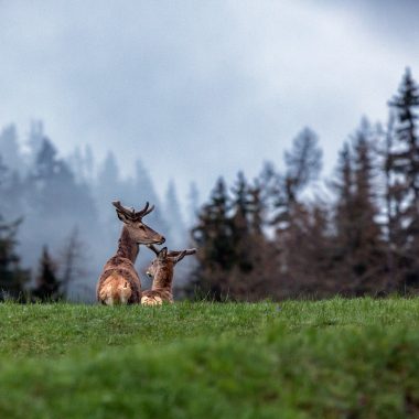 Bois & forêts