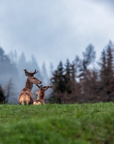 Bois & forêts