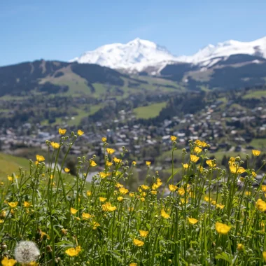 flowers fields mountain