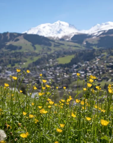 montagna di campi di fiori