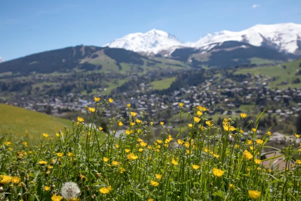 flowers fields mountain