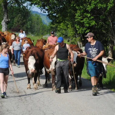 mountain pasture climb