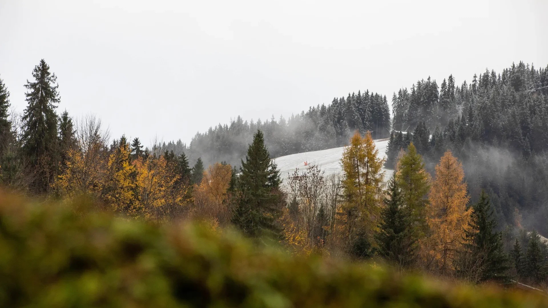 Megève automne arbres