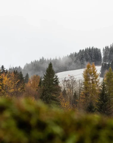 Megève automne arbres