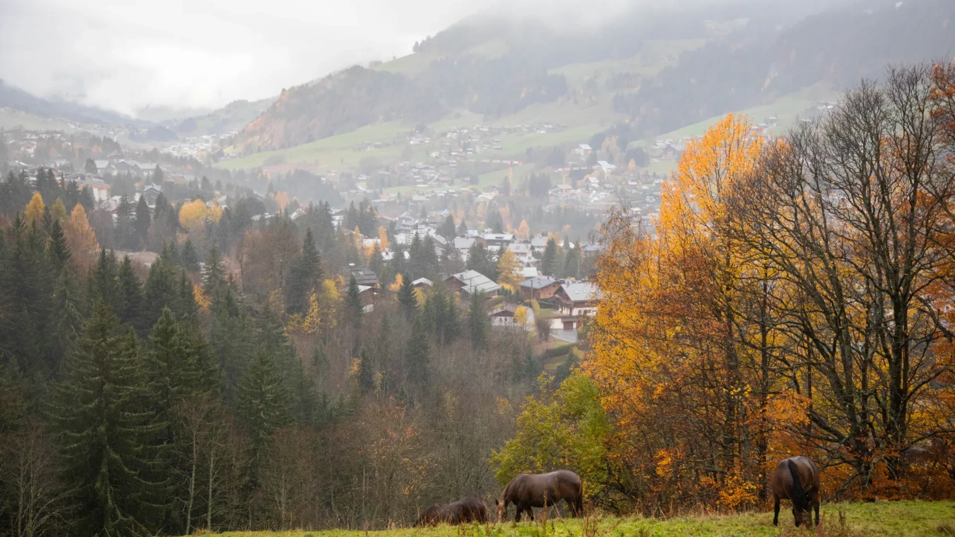 Megève automne chevaux arbres