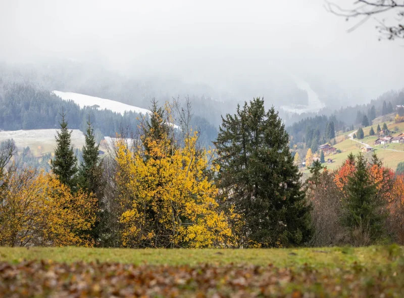 Ouvrir dans la galerie: Megève automne arbre neige Megève automne arbre neige