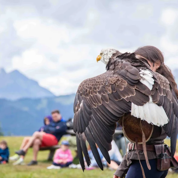 Les Aigles du Léman spectacle été