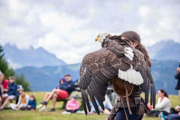 Les Aigles du Léman spectacle été