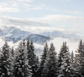 paysage enneigé avec des sapins en premier plan