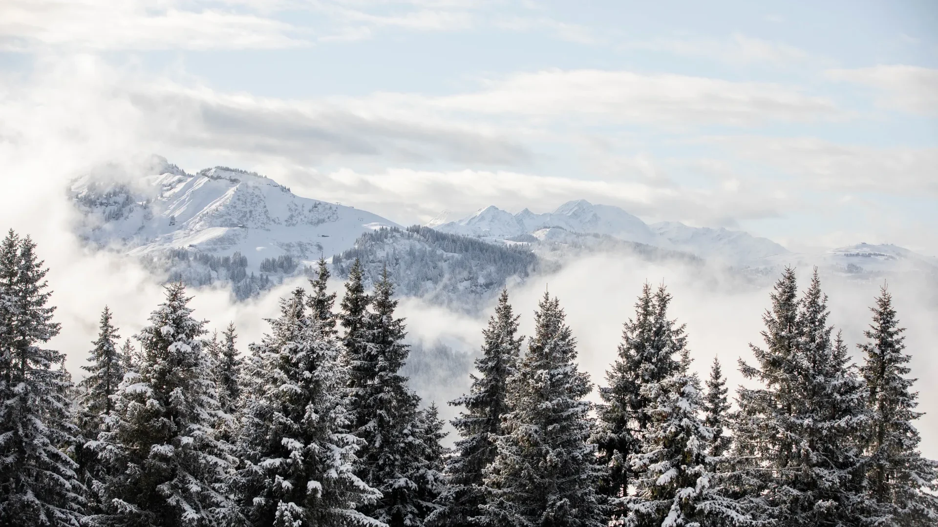 paysage enneigé avec des sapins en premier plan