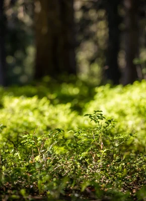 Mousse verte dans la foret
